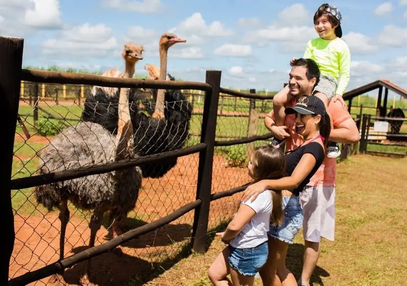 Família com avestruz Fazendinha